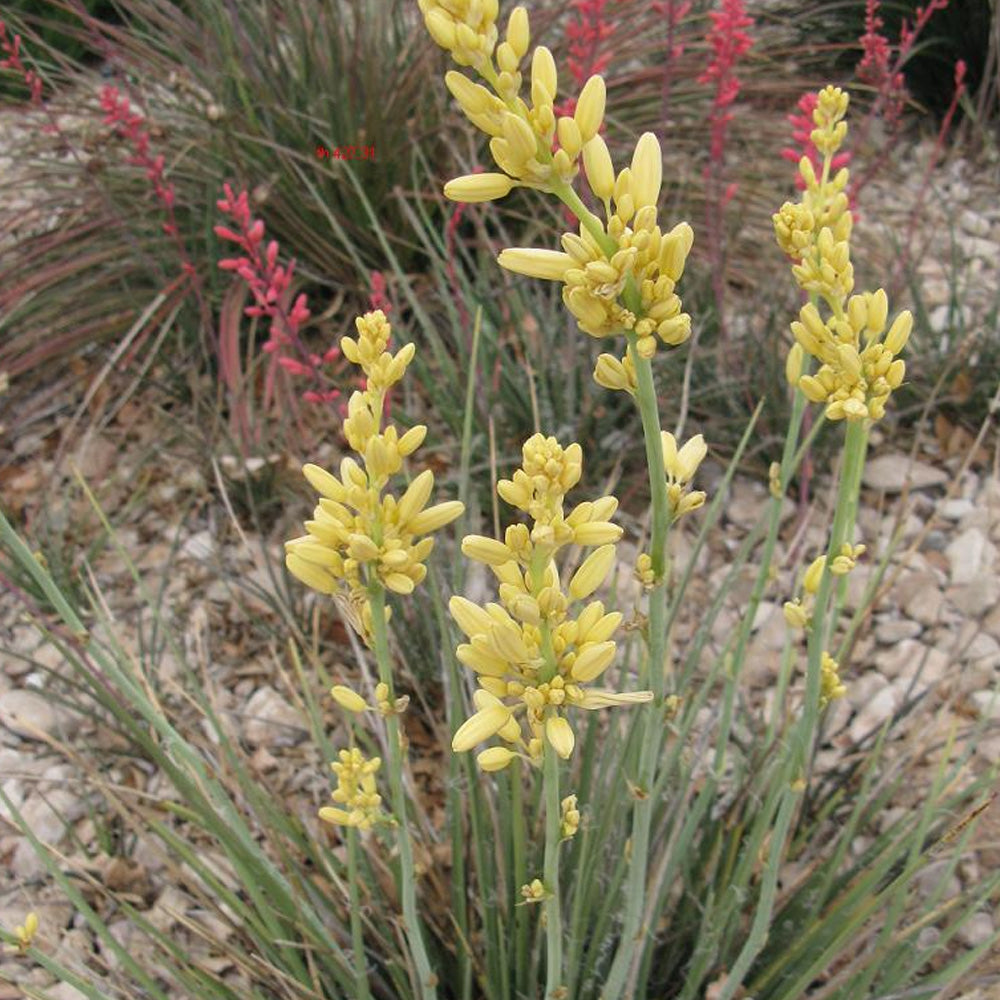 Close-up of the yellow trumpet-shaped flowers of Hesperaloe parviflora 'Yellow,' showing the fine texture and delicate petals. The vibrant, 1-inch-long blooms stand out against the backdrop of thick, narrow gray-green leaves.