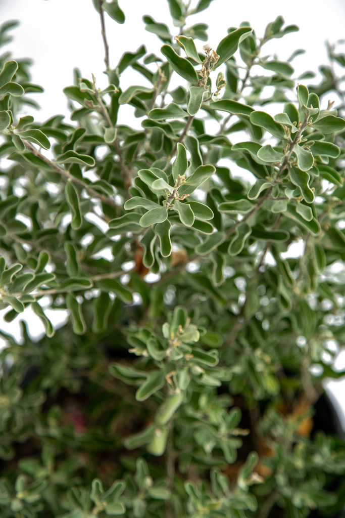 Close-up of Leucophyllum spp., featuring a cluster of vibrant purple flowers against silver-green leaves. The textured foliage and flowers bloom based on humidity, offering a striking contrast.