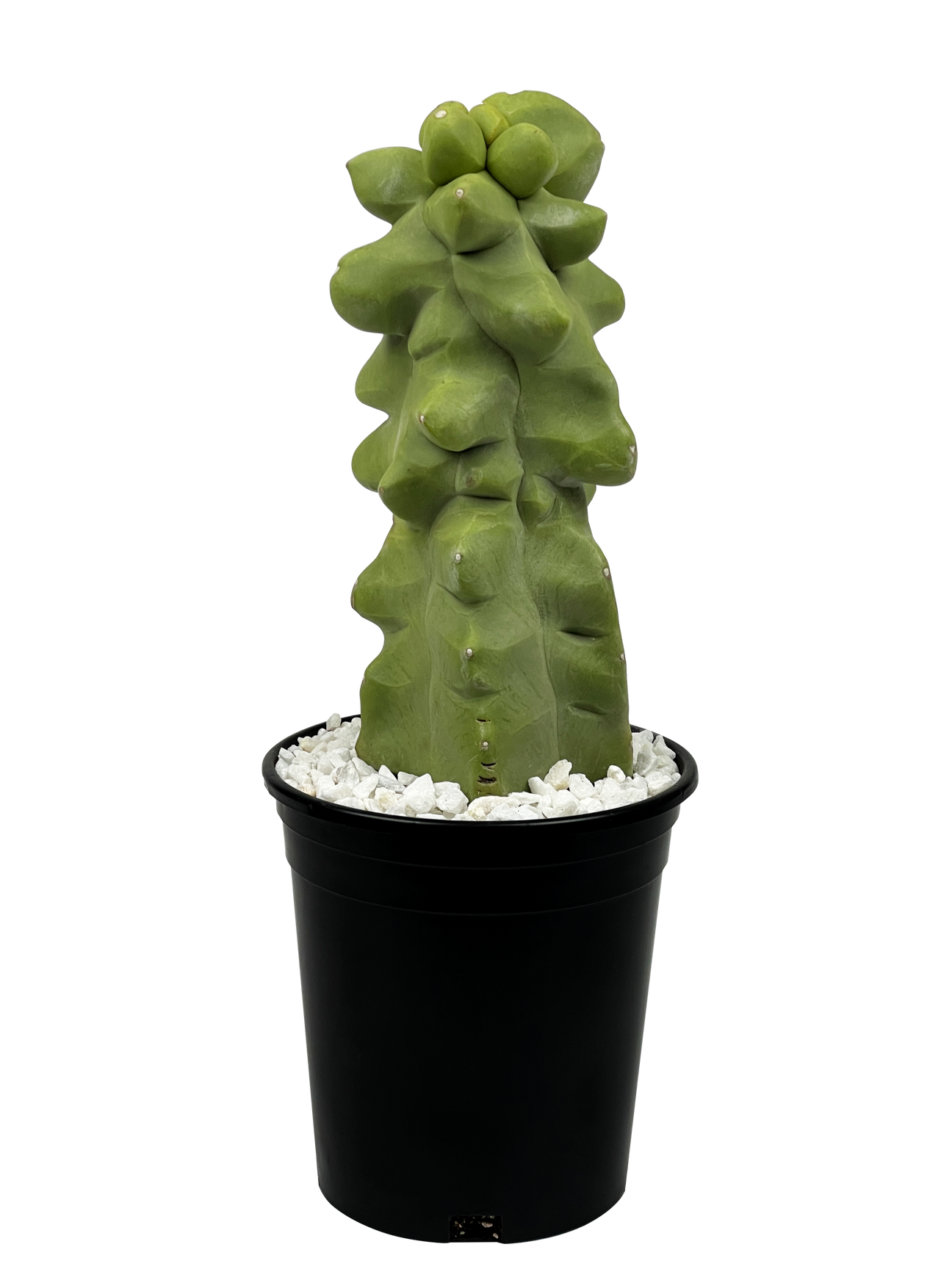 Full, high angle view of the Totem Pole cactus, displaying its knobby, columnar structure with smooth, spine-free stems. The cactus is a vibrant chartreuse to lime-green color and grows multiple columns from the base. The cactus stands tall, reaching up to 15 feet high and 8 feet wide. Its unique, textured appearance makes it a striking addition to any landscape. Hardy in USDA zones 9-11.