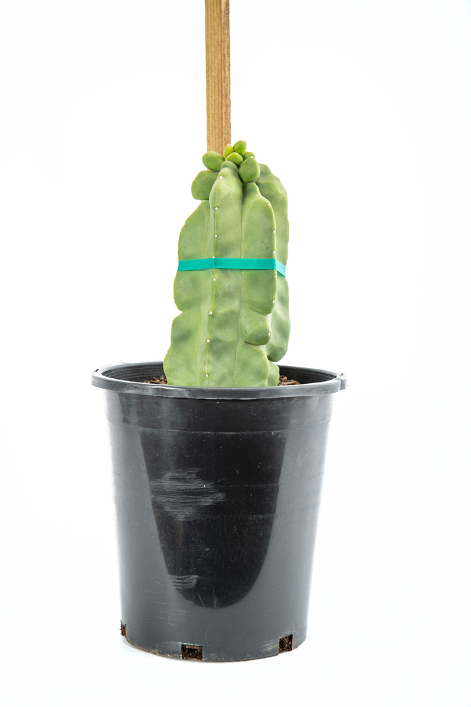 Close up view of the Totem Pole cactus, focusing on the smooth, spine-free, knobby texture of the columns. The cactus features a bright, chartreuse color and a unique, well-behaved growth habit. The absence of spines and bristles gives it a clean, sculptural appearance. Grows best in full to part sun, hardy in USDA zones 9-11.