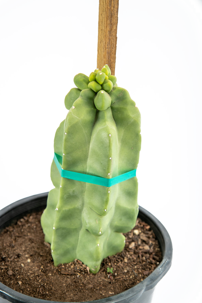 Top down view of the Totem Pole cactus, showing the series of smooth, knobby columns with no spines. The cactus has a distinct, columnar shape with a soft, lime-green hue. The stems emanate from the base, creating a unique, branching look. Thrives in full to part sun and grows to 6-15 feet high. Hardy in USDA zones 9-11.