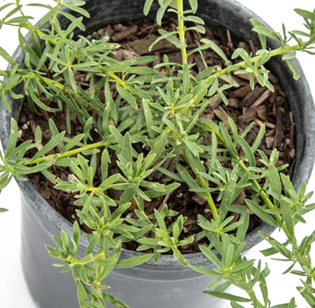 High-angle view of Myoporum parvifolium, showing its low-growing, spreading form with clusters of white flowers interspersed among its small, green leaves. The plant covers a wide area, making it a great groundcover.