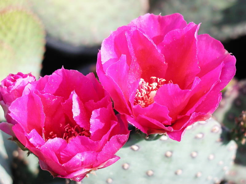Close up view of a magenta-purple bloom on Opuntia basilaris, highlighting its delicate petals and yellow center against the smooth, blue-gray pads. The vibrant flowers emerge in spring, adding a dramatic touch to this low-growing cactus, ideal for USDA zones 8-11.
