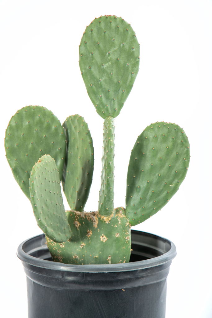 Close up view of Opuntia ficus-indica's smooth, spineless green pad adorned with a vibrant yellow-orange flower. The flower's delicate petals radiate outward, while the pad's glossy texture highlights its unique aesthetic. Red-purple fruits can follow the blooms, enhancing its edible and ornamental appeal.