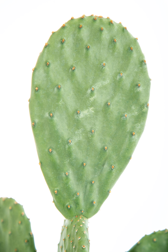 Close up view of Opuntia ficus-indica's smooth, spineless green pad adorned with a vibrant yellow-orange flower. The flower's delicate petals radiate outward, while the pad's glossy texture highlights its unique aesthetic. Red-purple fruits can follow the blooms, enhancing its edible and ornamental appeal.