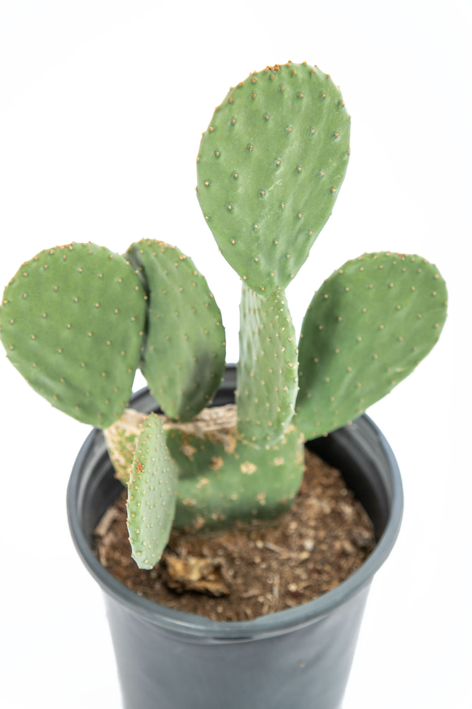 Top down view of Opuntia ficus-indica, revealing its wide, smooth green pads overlapping in a layered arrangement. The yellow to orange flowers are scattered along the edges, complementing its symmetrical, tree-like form. This hardy cactus is ideal for sunny landscapes or container growth.