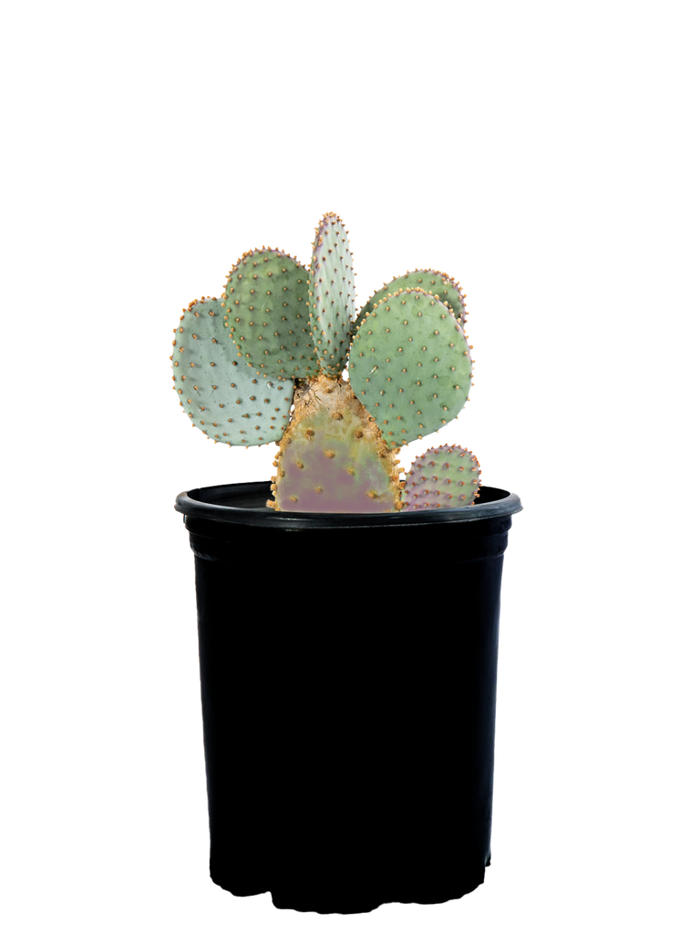 Full, high angle view of Opuntia violacea (Purple Prickly Pear), showing the wide, gray-green pads with noticeable purple hues, especially on pads stressed by drought or cold weather. The plant features several long spines, with numerous brown to black glochids on the pads. The distinctive coloration and spiny texture highlight the plant’s beauty and resilience, thriving in full to part sun. Hardy in USDA zones 7-11, it grows to 2-4 feet high and 2-5 feet wide.