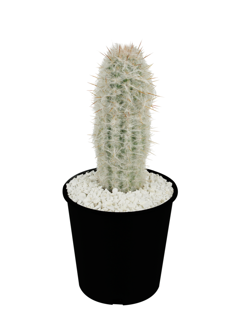 Full, high-angle view of Oreocereus celsianus (Old Man Cactus), showcasing its columnar form covered in soft, white, silky hairs. The plant's ribs are not visible due to the dense hair, but the short golden radial spines are partially hidden beneath. Protruding through the fuzzy exterior are the sharp, central spines, which can grow up to 2 inches long. This hardy cactus thrives in full sun, adapting to alkaline soil, and is suited for USDA zones 7-11.