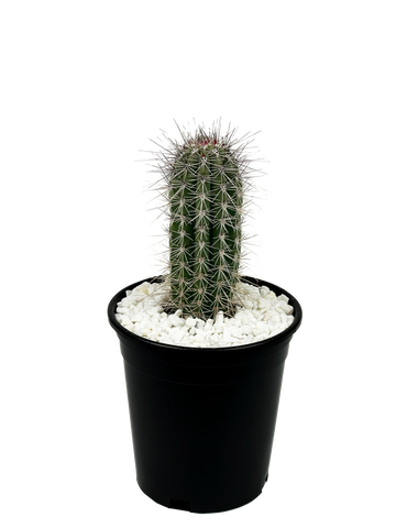 Full, high angle view of Pachycereus pringlei (Cardon), showcasing its tall, gray-green, waxy flesh and branching structure from the base. The plant's ribs are lined with silvery-colored spines, reaching up to 5 inches long. It thrives in full sun and grows to 20-40 feet high and 10-20 feet wide, hardy in USDA zones 9-11.