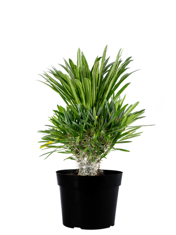 Full, high angle view of Pachypodium lamerei, showcasing its thick, greenish-white trunk covered in sharp, dual-patterned spines. The tuft of bright green, feather-like leaves crowns the top, creating a dramatic, sculptural silhouette. Grows 3-8 feet high and 1-4 feet wide in USDA zones 10-12.