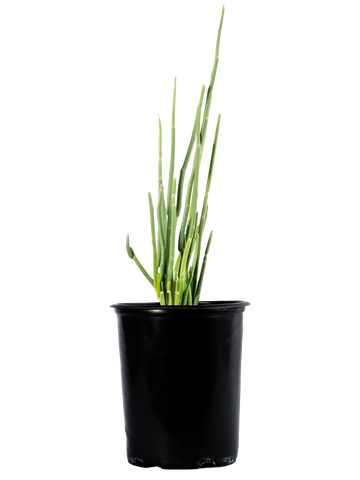 High-angle view of Pedilanthus macrocarpus, featuring its erect, wavy succulent stems with vibrant red-orange slipper-shaped flowers that attract hummingbirds. The plant forms a clump, providing a bold accent to its surroundings.