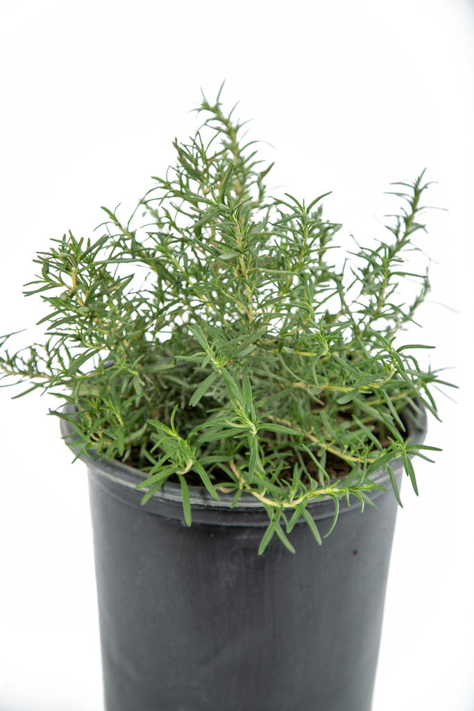 Top-down view of Rosmarinus officinalis, highlighting its profuse blue flowers among the lush green, needle-like leaves, forming a dense and uniform growth pattern.