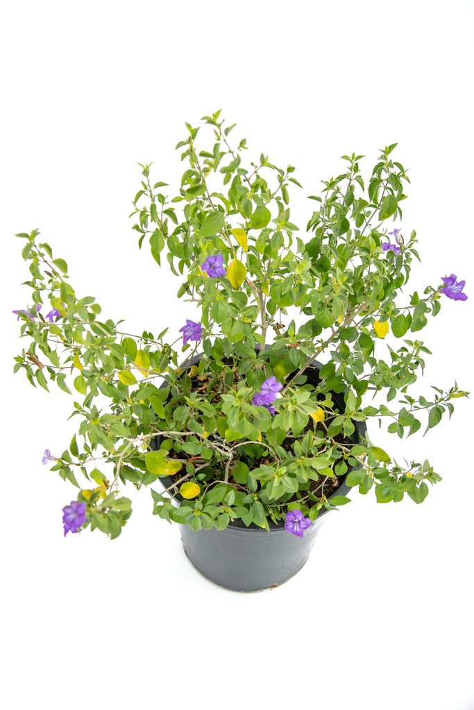 Top-down view of Ruellia peninsularis, displaying dense foliage with glossy dark green leaves and clusters of bluish-purple flowers arranged along white-grey stems.