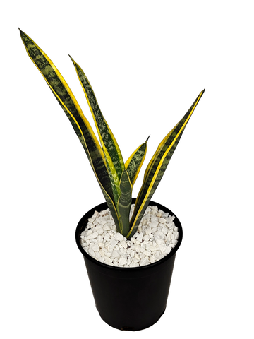 Full, high angle view of Sansevieria trifasciata, showcasing its upright, sword-shaped leaves with dark green and pale green stripes. The plant's compact, architectural form thrives in full sun to part shade, growing 2-4 feet high and 1-2 feet wide. Ideal for indoor air purification and low-maintenance decor.