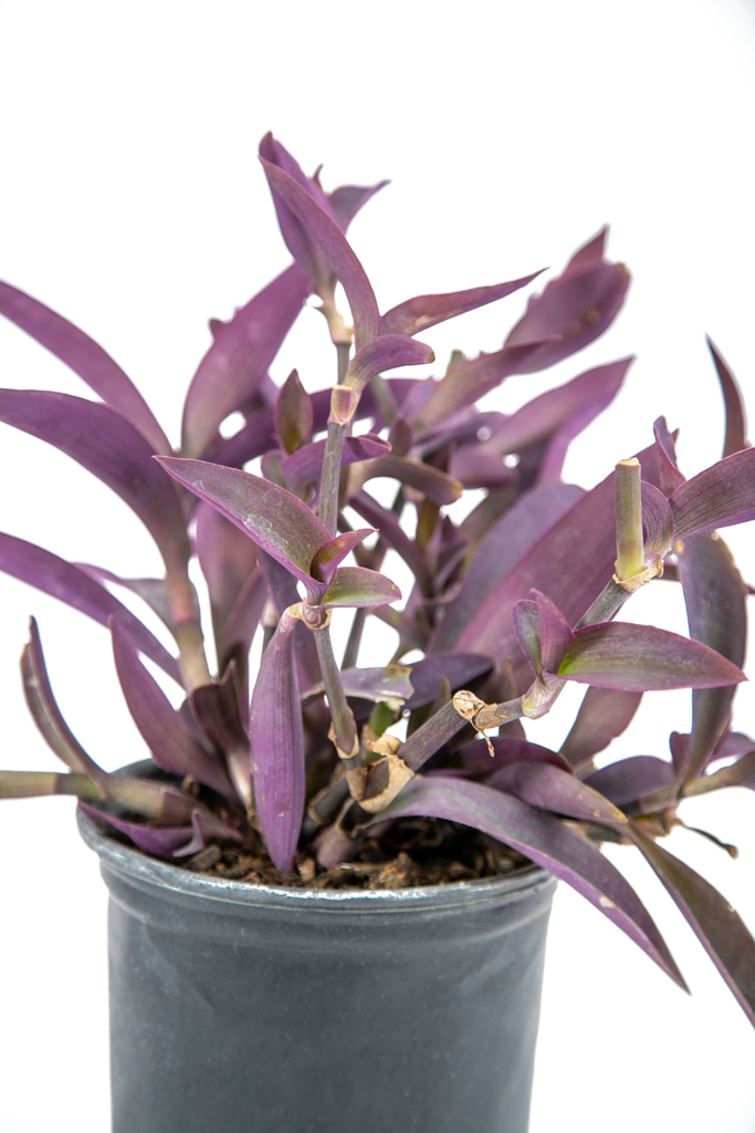 Close-up of Setcreasea pallida, highlighting the striking purple lance-shaped leaves and delicate pale purple flowers, emphasizing the plant's bold and colorful appearance.