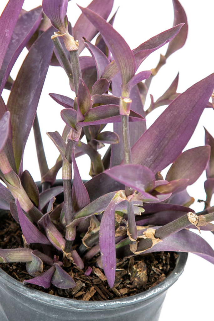 Close-up of Setcreasea pallida, highlighting the striking purple lance-shaped leaves and delicate pale purple flowers, emphasizing the plant's bold and colorful appearance.