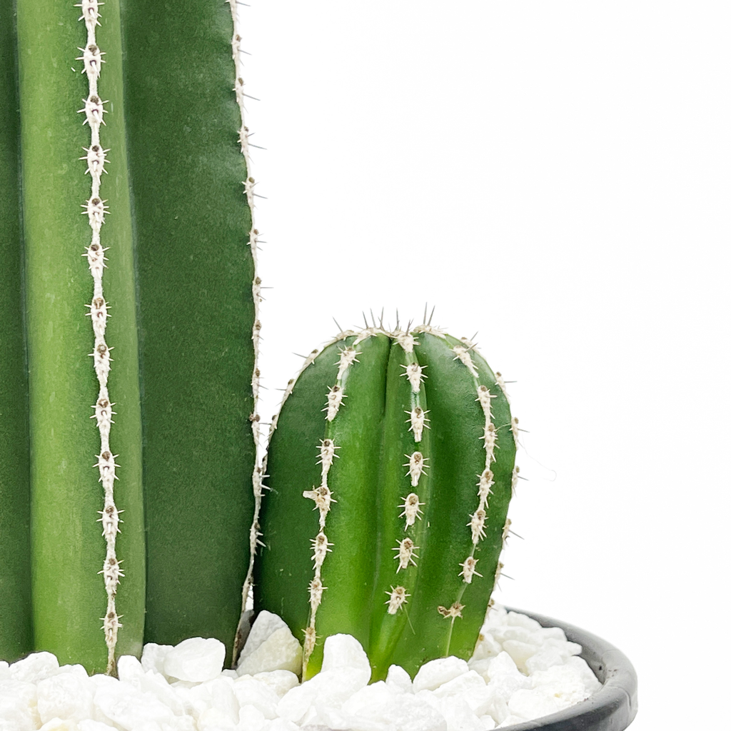 Close up of the Mexican Fencepost cactus, focusing on the bright white areoles and bristle-like spines that line the ribs. The cactus has a smooth, green surface with sharp, well-defined edges. Its unique columnar shape and bright coloration stand out against the surrounding environment. Thrives in full sun, hardy in USDA zones 9-11.