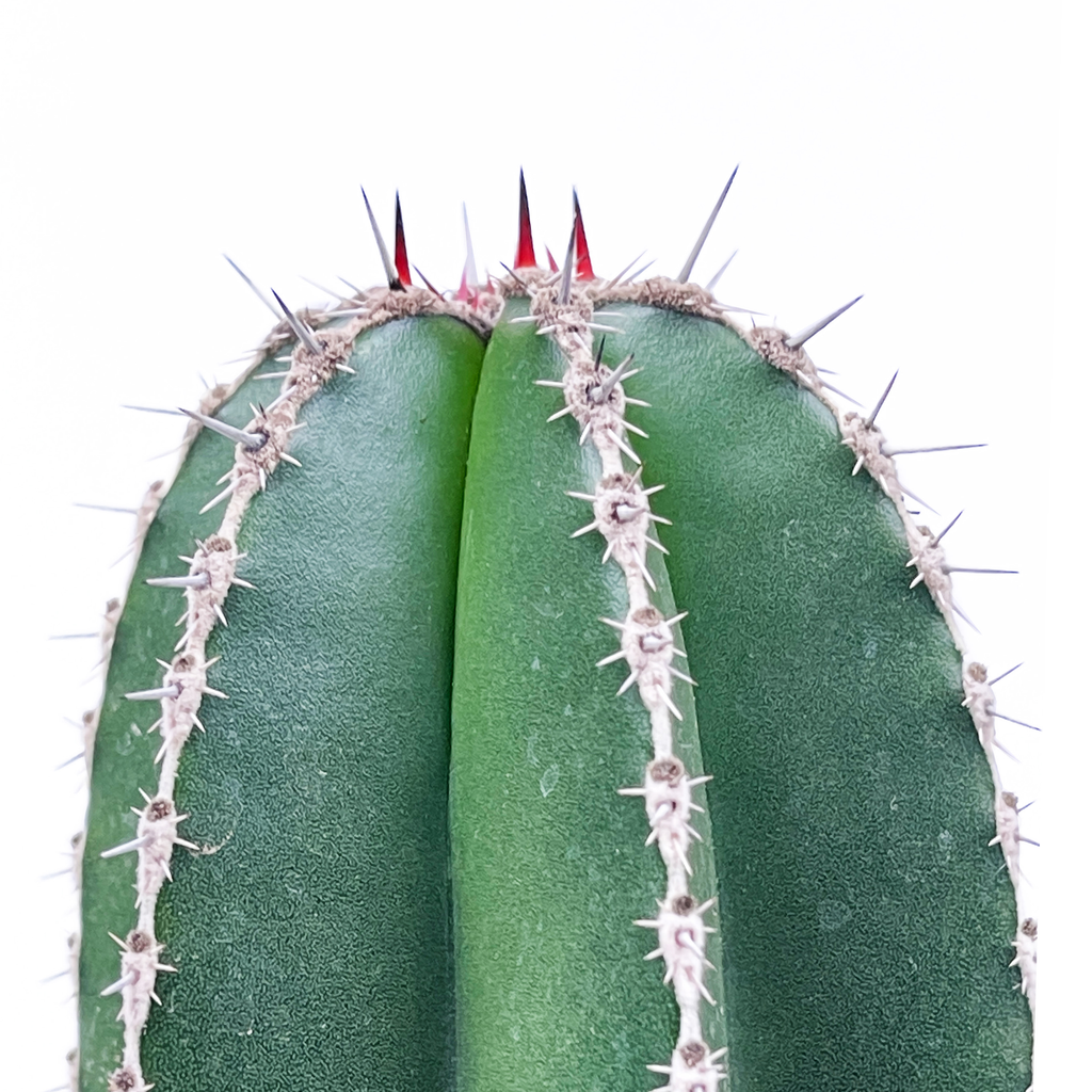 Close up of the Mexican Fencepost cactus, focusing on the bright white areoles and bristle-like spines that line the ribs. The cactus has a smooth, green surface with sharp, well-defined edges. Its unique columnar shape and bright coloration stand out against the surrounding environment. Thrives in full sun, hardy in USDA zones 9-11.