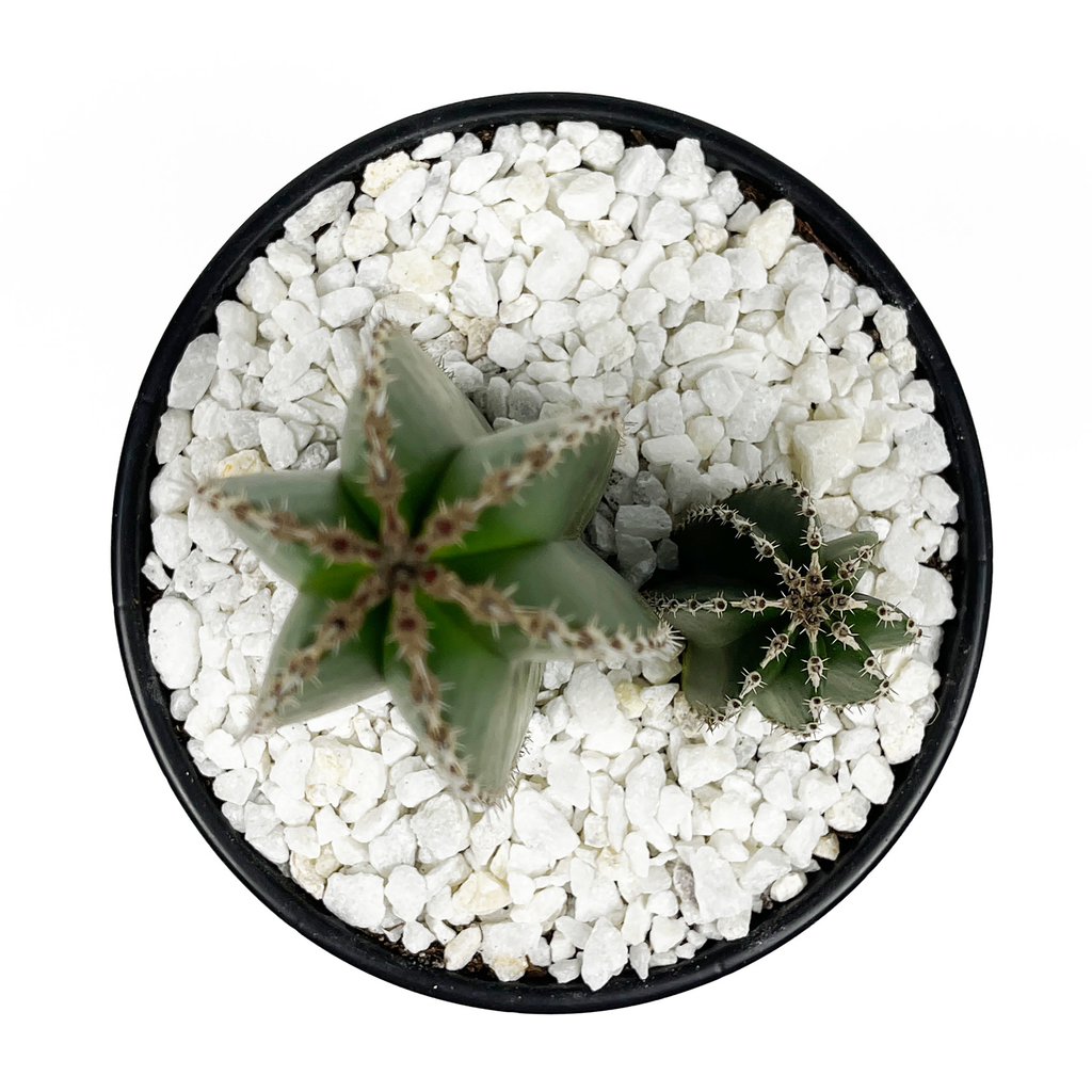 Top down view of the Mexican Fencepost cactus, highlighting its squarish columns and 5-7 prominent ribs. White areoles are visible along the ribs, with short, bristle-like spines creating a textured surface. The cactus branches from the base, giving it a unique shape. It thrives in full sun, hardy in USDA zones 9-11.