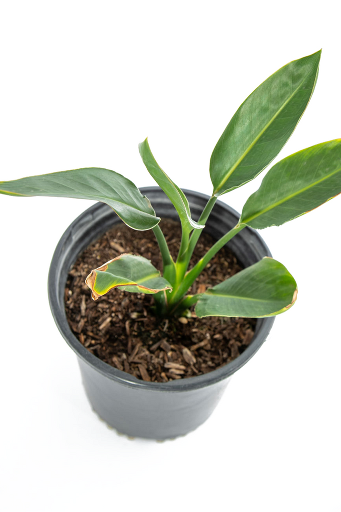 Top-down view of Strelitzia reginae, emphasizing the symmetrical arrangement of its large green leaves and the bright, exotic flowers nestled among them.