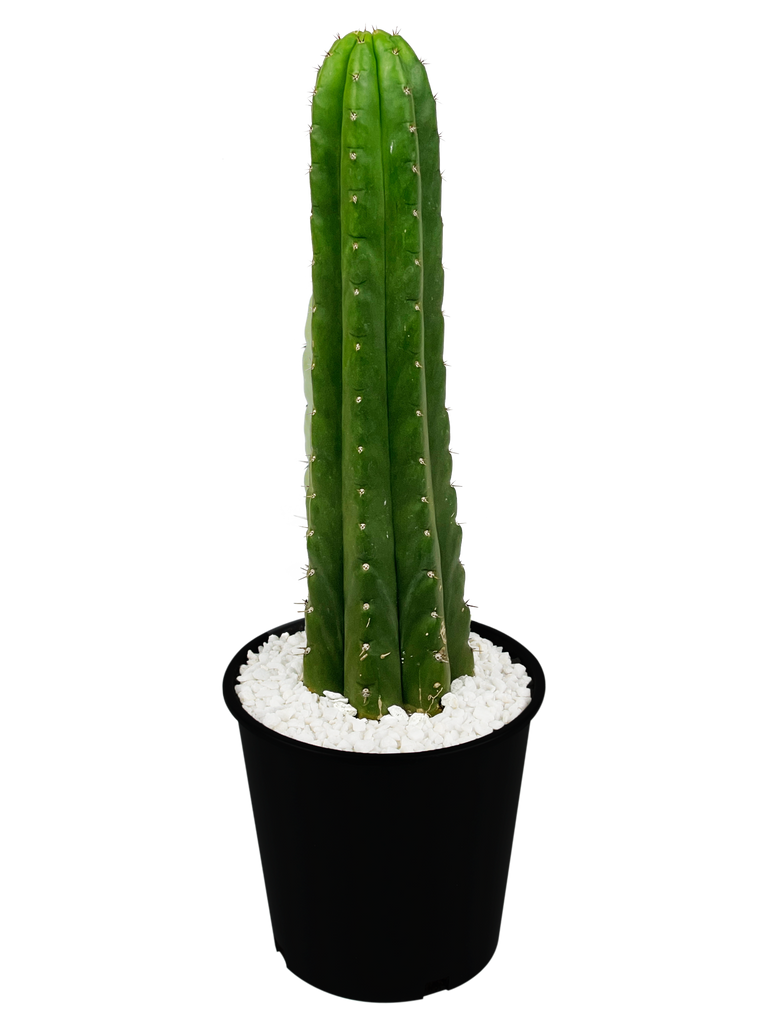 Full, high angle view of Echinopsis pachanoi (San Pedro Cactus), featuring tall, columnar stems with a vibrant green hue. The plant thrives in full to part sun, growing up to 6-15 feet tall and 3-5 feet wide. Hardy in USDA zones 8-11, it requires minimal water once established.