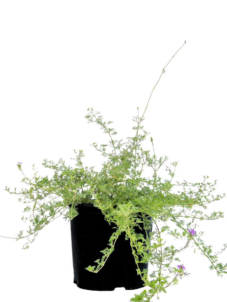 High-angle view of Verbena tenuisecta, showcasing its spreading growth habit with lush, fern-like green foliage and clusters of small, vibrant purple flowers.