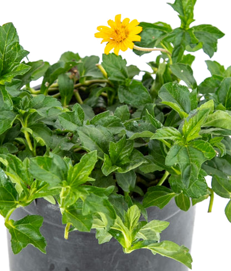 Close-up of Wedelia trilobata, focusing on a single daisy-like yellow flower surrounded by glossy, lobed green leaves, emphasizing the plant's vibrant, hardy characteristics.
