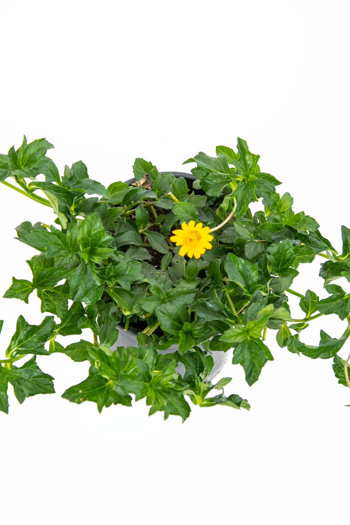 Top-down view of Wedelia trilobata, highlighting its lush, mat-like coverage of vibrant green leaves and cheerful golden blooms evenly dispersed.