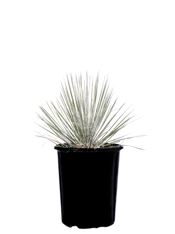 Full, high-angle view of Yucca elata showcasing its long, slender green leaves with sharp tips and strong white margins. White threads adorn the leaf edges, forming a dense crown atop stout branches. Tall, branched stalks extend above the foliage, displaying bell-shaped white flowers in the spring.