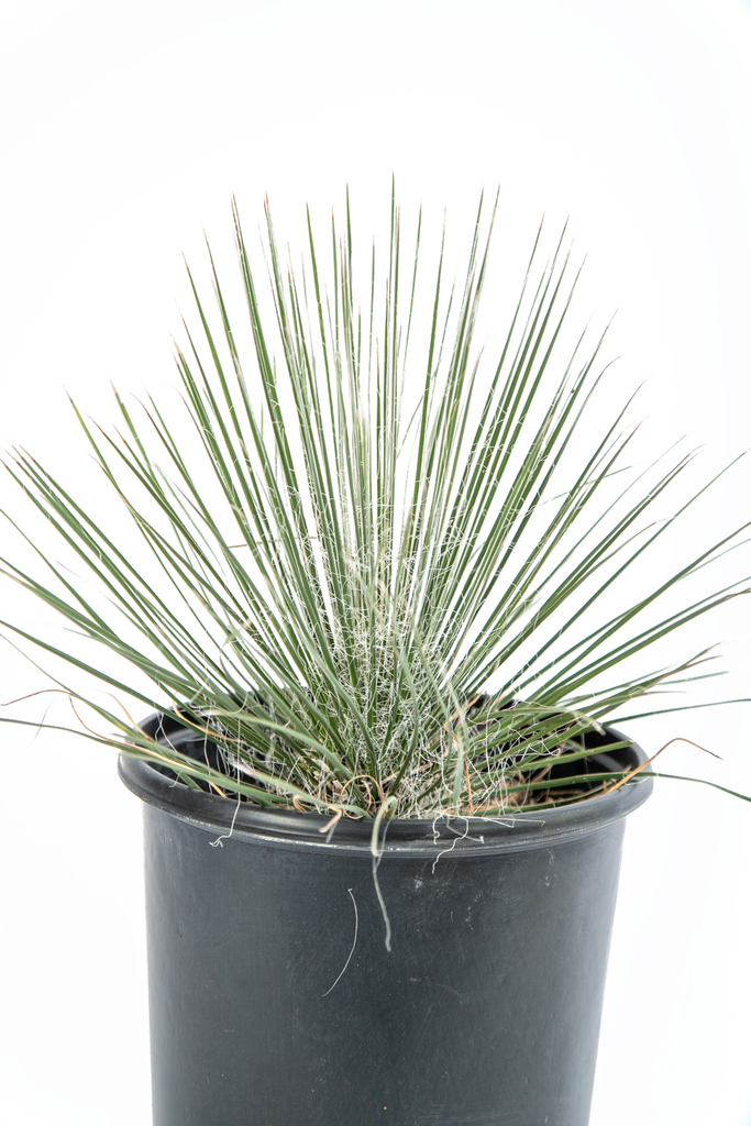Close-up of the bell-shaped white flowers of Yucca elata, set against its sharp-tipped green leaves with white threads. The intricate flower structure is captured in detail, with the vibrant blooms rising high above the foliage.