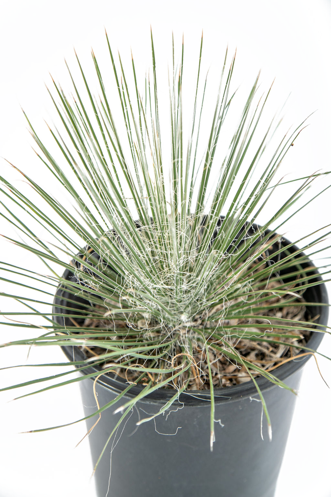 Close-up of the bell-shaped white flowers of Yucca elata, set against its sharp-tipped green leaves with white threads. The intricate flower structure is captured in detail, with the vibrant blooms rising high above the foliage.