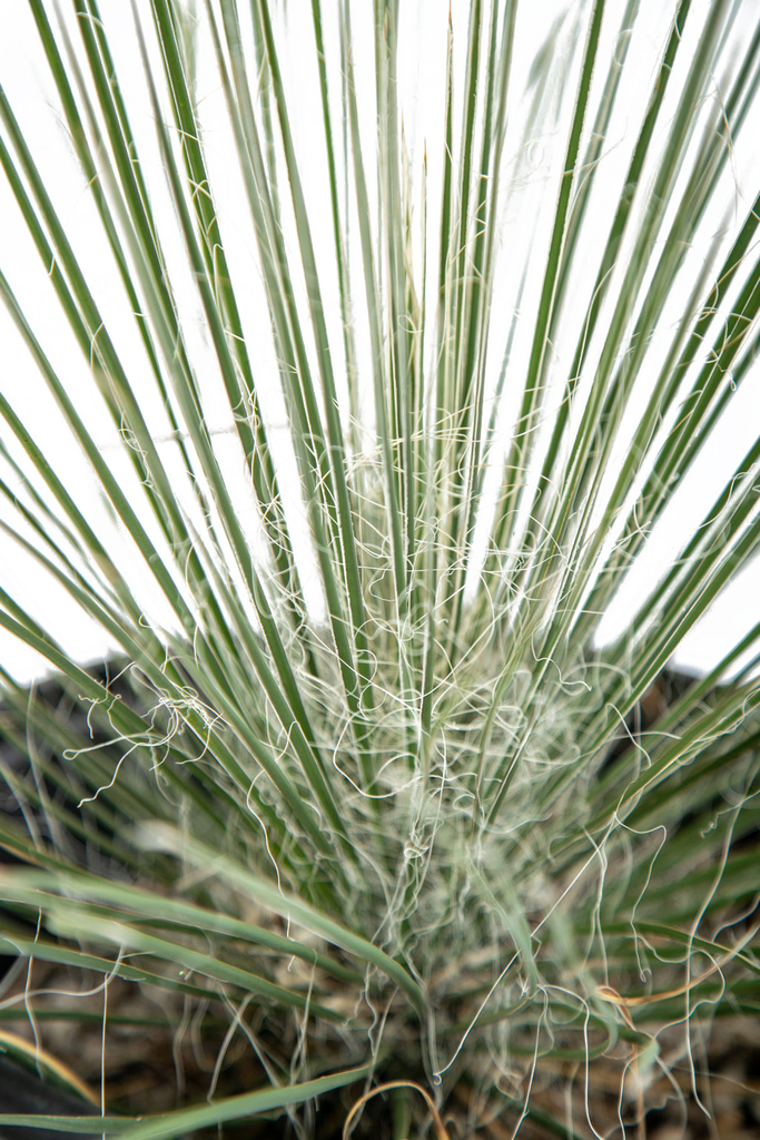 Close-up of the bell-shaped white flowers of Yucca elata, set against its sharp-tipped green leaves with white threads. The intricate flower structure is captured in detail, with the vibrant blooms rising high above the foliage.