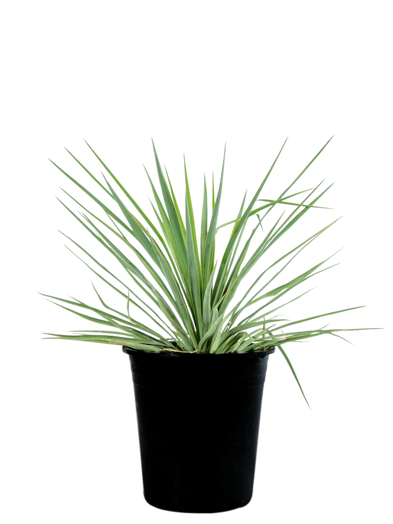 High-angle view of Curved-leaf Yucca, showcasing the gracefully bending blue-green leaves that create an architectural focal point. A tall flower spike rises above the plant, with white blooms beginning to open, creating a striking contrast against the lush foliage.