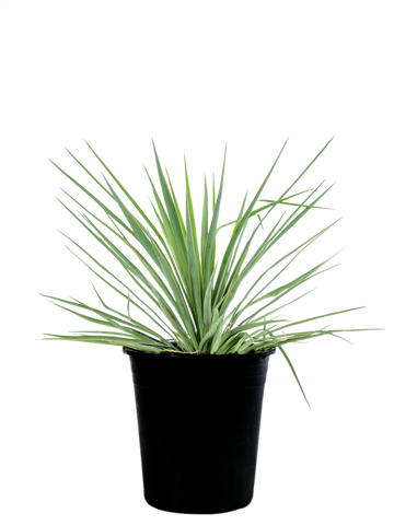 High-angle view of Curved-leaf Yucca, showcasing the gracefully bending blue-green leaves that create an architectural focal point. A tall flower spike rises above the plant, with white blooms beginning to open, creating a striking contrast against the lush foliage.