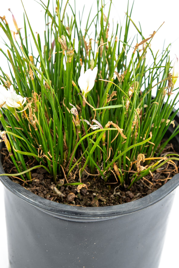 Close-up of Zephyranthes candida, focusing on a single white flower with six delicate petals and vibrant orange stamens, framed by bright green, grass-like leaves.