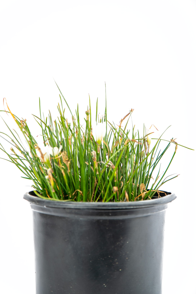 Close-up of Zephyranthes candida, focusing on a single white flower with six delicate petals and vibrant orange stamens, framed by bright green, grass-like leaves.