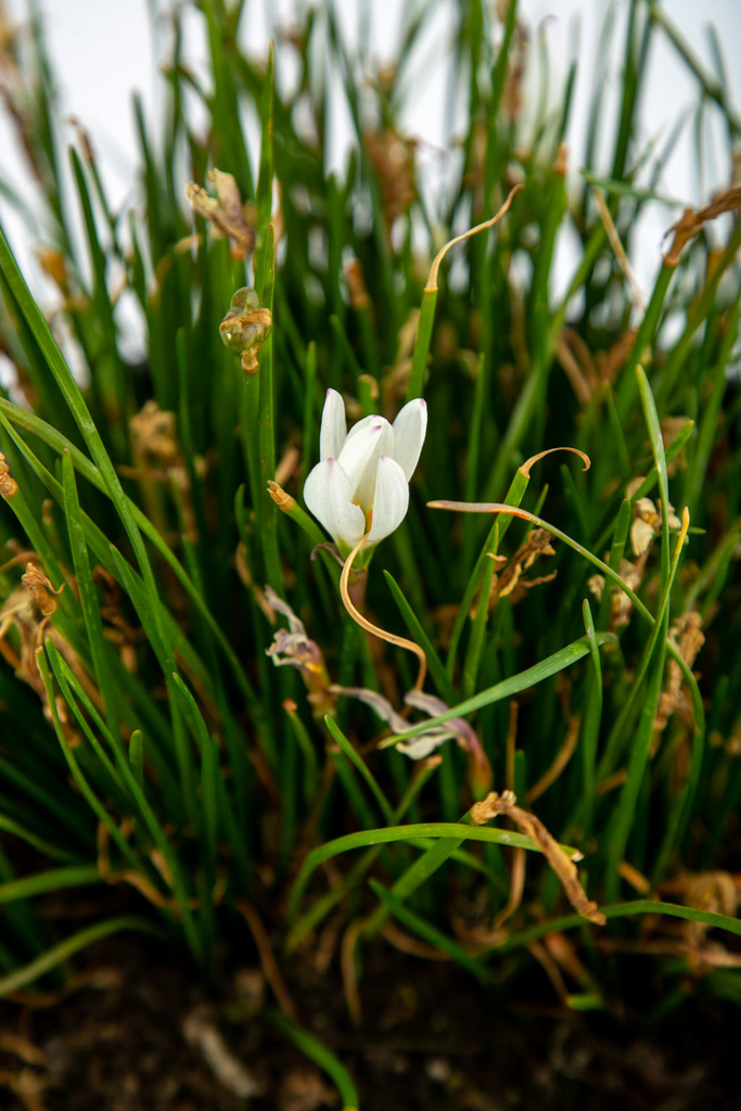 Close-up of Zephyranthes candida, focusing on a single white flower with six delicate petals and vibrant orange stamens, framed by bright green, grass-like leaves.