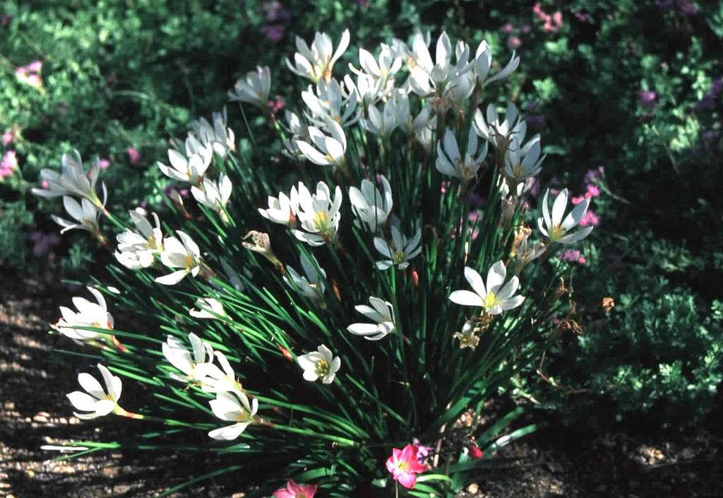 Close-up of Zephyranthes candida, focusing on a single white flower with six delicate petals and vibrant orange stamens, framed by bright green, grass-like leaves.