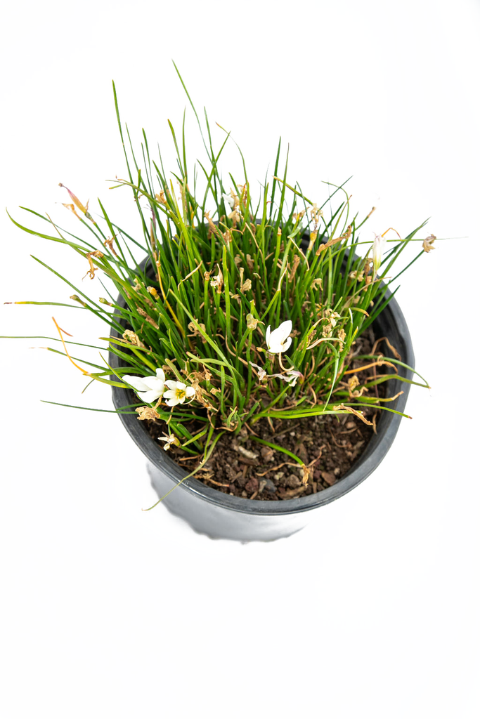 Top-down view of Zephyranthes candida, highlighting its symmetrical white blooms and slender, cylindrical foliage arranged in a tidy, compact formation.