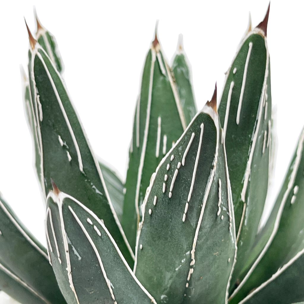 Agave pintilla close up