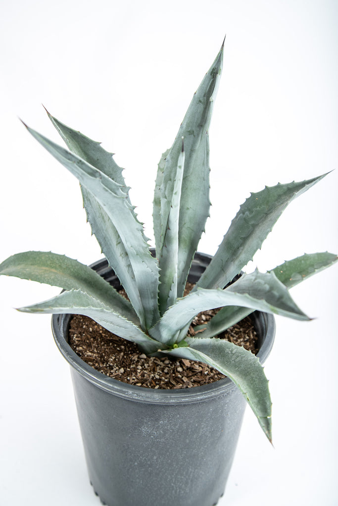 Close-up of Agave Americana, featuring its striking, sculptural form with thick, blue-green leaves radiating from a central rosette. This hardy, heat-tolerant plant is known for its dramatic presence, growing up to 6 feet tall and 8 feet wide, making it a perfect accent plant for gardens.