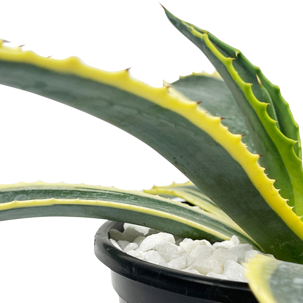 Close-up of Agave Americana var. marginata, also known as the Variegated Century Plant. The plant features tall, spiny-edged grey-green leaves with creamy-white longitudinal stripes. This drought-tolerant agave forms a striking rosette and grows up to 6 feet high and 10 feet wide, thriving in full sun or partial shade.