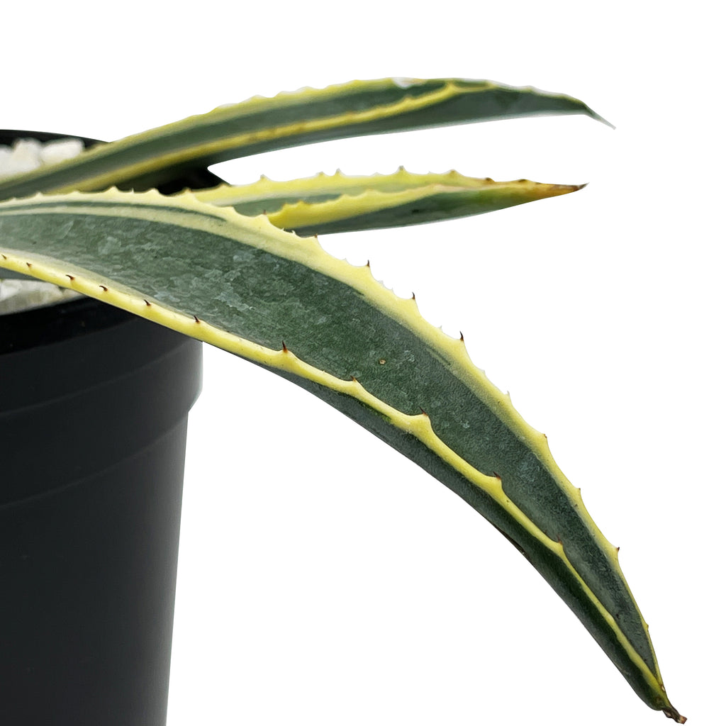 Close-up of Agave Americana var. marginata, also known as the Variegated Century Plant. The plant features tall, spiny-edged grey-green leaves with creamy-white longitudinal stripes. This drought-tolerant agave forms a striking rosette and grows up to 6 feet high and 10 feet wide, thriving in full sun or partial shade.