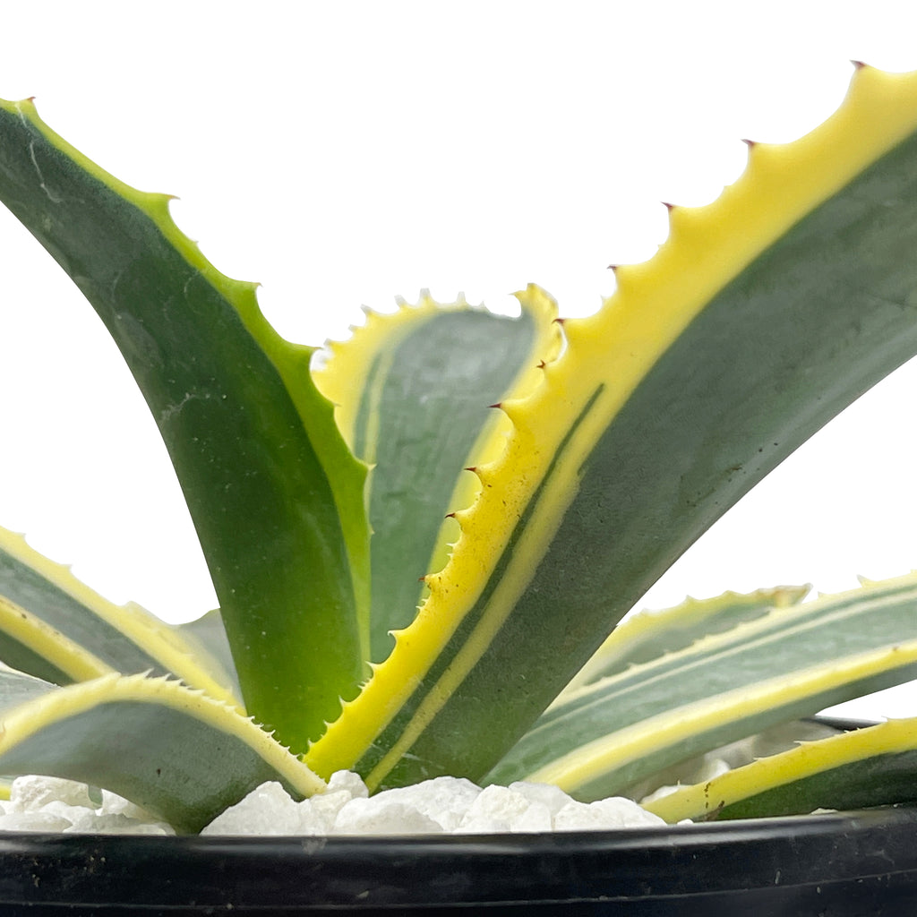 Close-up of Agave Americana var. marginata, also known as the Variegated Century Plant. The plant features tall, spiny-edged grey-green leaves with creamy-white longitudinal stripes. This drought-tolerant agave forms a striking rosette and grows up to 6 feet high and 10 feet wide, thriving in full sun or partial shade.