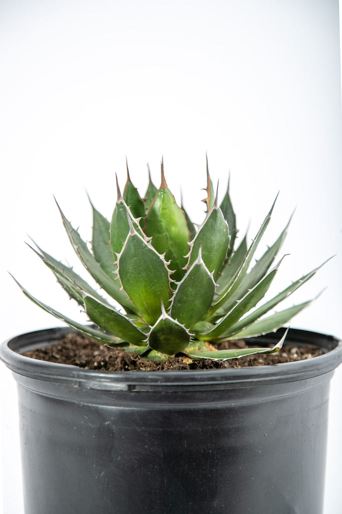 Close-up of Agave horrida, also known as Mexcalmetl Agave, displaying its symmetrical shape with dark green, dagger-shaped leaves. The leaves are adorned with sharp, light-gray marginal teeth, creating a striking texture. This tough agave thrives in full to partial sun and grows up to 2 feet high and 3 feet wide.