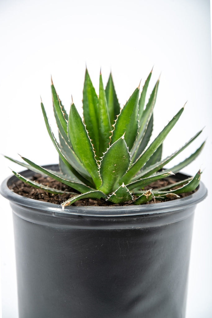 Close-up of Agave lophantha 'Splendida,' also known as Thorncrest Century Plant, showing its slow-growing dark green leaves with yellow edges and a pale green strip down the middle, accented by dark red teeth along the sides. The plant grows to 2-3 feet tall and 1-2 feet wide and is hardy in USDA zones 7b-11. The plant blooms after several years, producing greenish-yellow flowers on a stalk that can reach up to 12 feet tall.