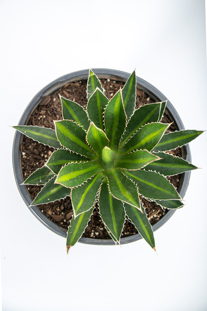 Top-down view of Agave lophantha 'Splendida,' also known as Thorncrest Century Plant, featuring dark green leaves with yellow edges and a pale green strip down the middle. The leaves are accented with dark red teeth along the sides. The plant grows slowly to about 2 feet in diameter and 2 to 3 feet tall, adapted to hot weather and hardy in USDA zones 7b-11.