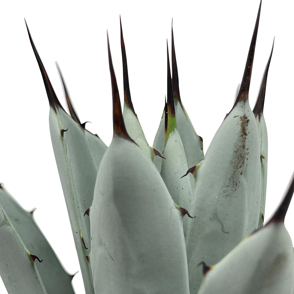 Close-up of Agave macroacantha (Black Spine Agave), highlighting its grayish-green leaves with sharp black spines at the tips. The plant grows to 1-2 feet high and 2-3 feet wide, thriving in full to part sun. Hardy in USDA zones 9-12, it features small grey and red flowers on sturdy stems up to 10 feet tall.








