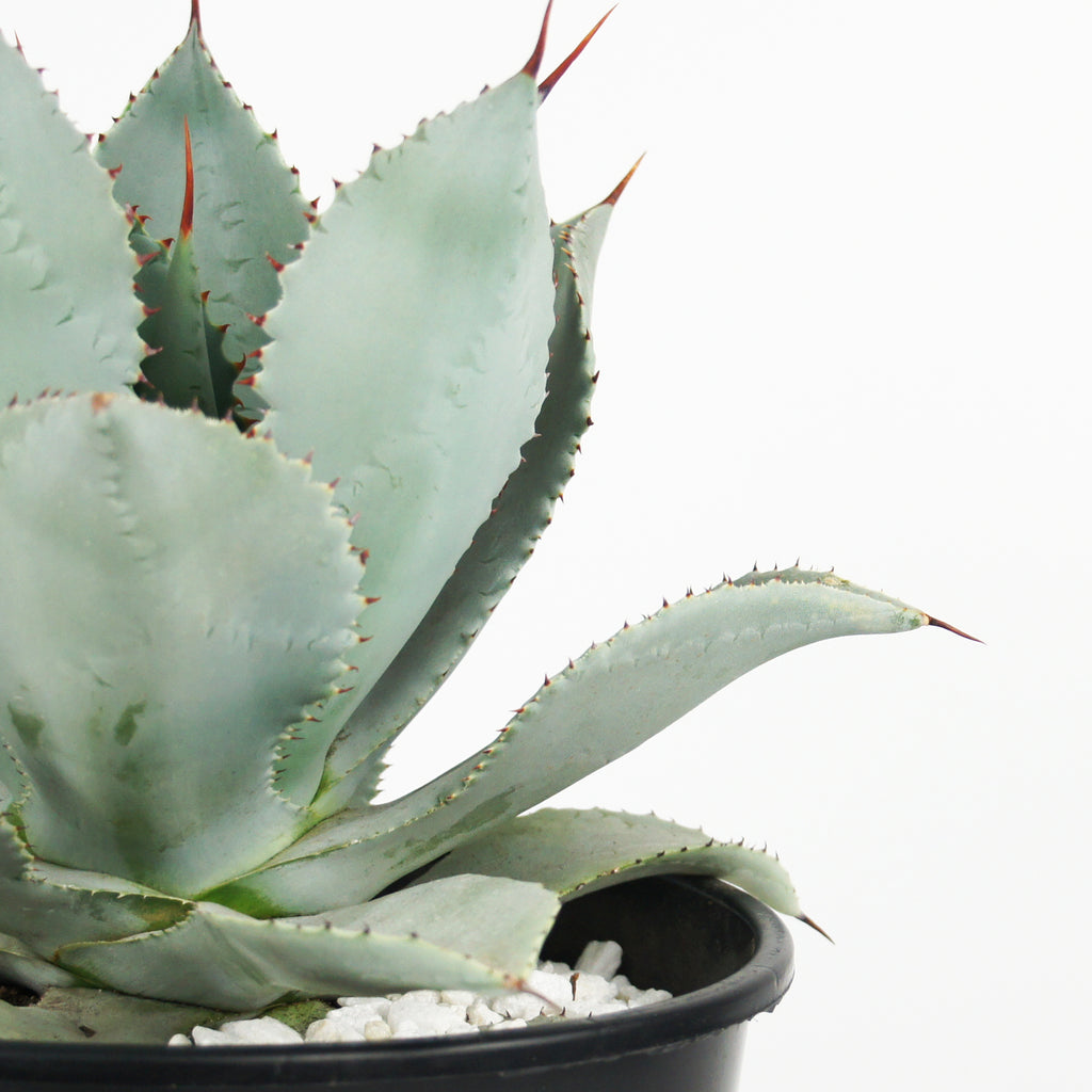 Close-up of Agave pygmae (Dragon Toes Agave), featuring a compact rosette with distinct red speckled imprints on the blue-green leaves. The plant grows to 1-2 feet high and wide, thriving in full sun. It is hardy in USDA zones 9-11 and requires minimal water, making it ideal for container gardening. Blooms attract birds and butterflies, and it is deer-resistant.