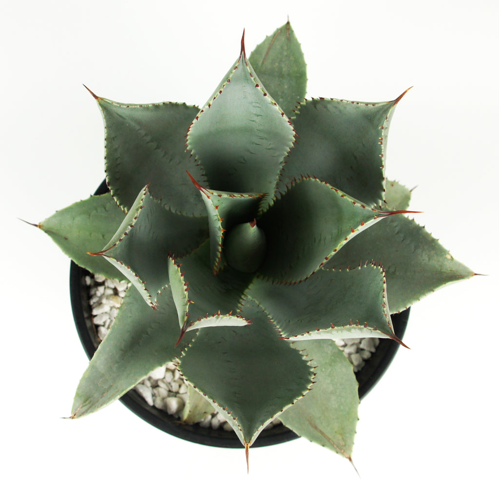 Top-down view of Agave pygmae, also known as Dragon Toes Agave, showing a compact rosette of blue leaves with distinct red speckled imprints. This hardy, drought-tolerant plant grows to 1-2 feet high and wide and thrives in full sun. It is a great choice for container gardening and attracts birds and butterflies when blooming, while being deer-resistant. It is hardy in USDA zones 9-11.